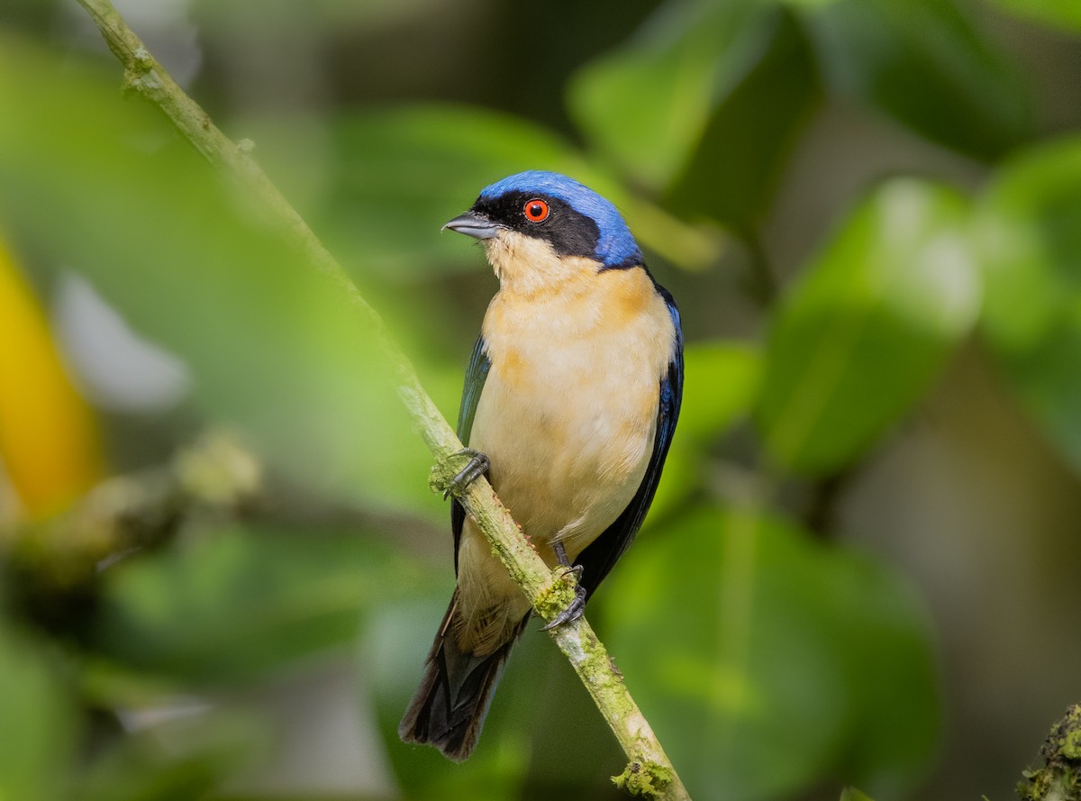 Fawn-breasted Tanager - ML261197281