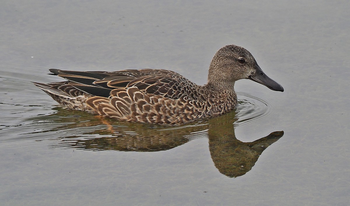Blue-winged Teal - ML261197921