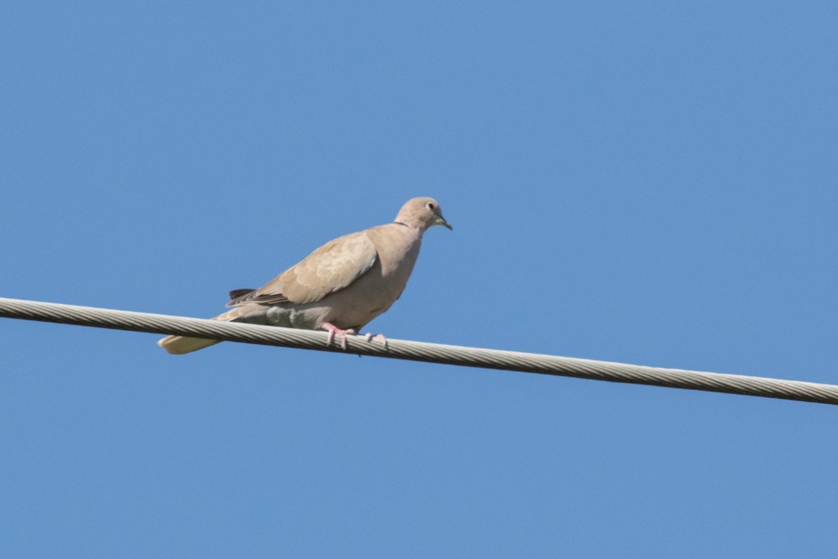 Eurasian Collared-Dove - ML261200461