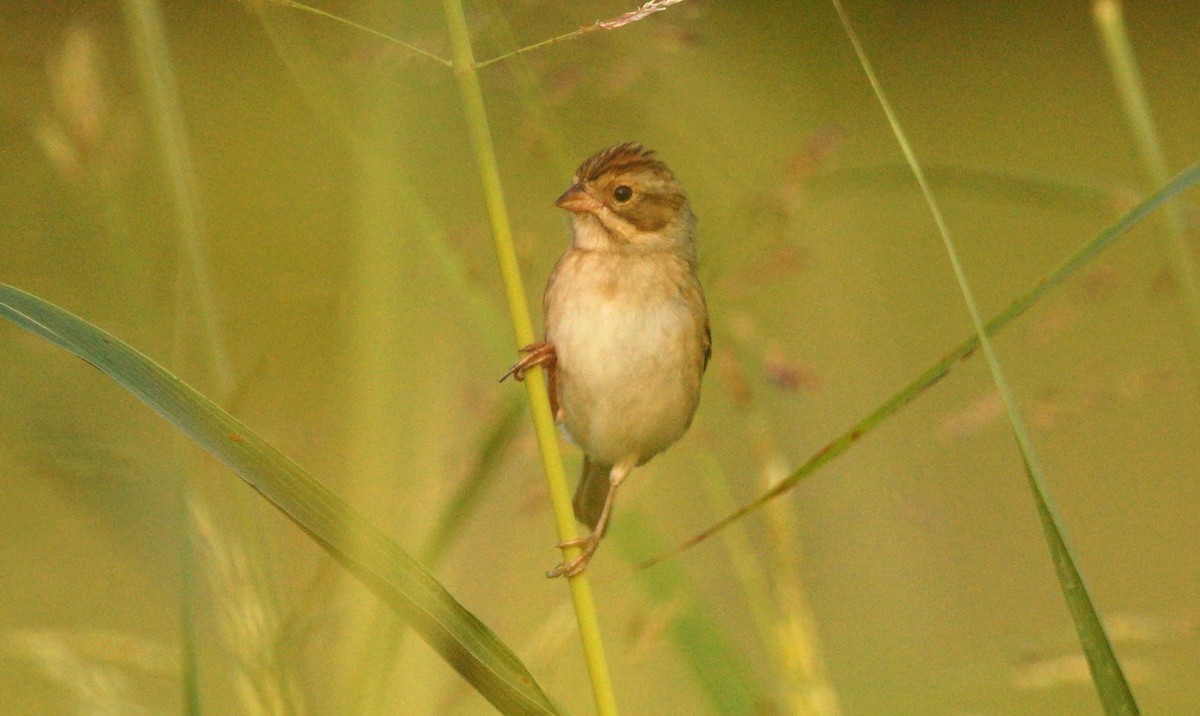 Clay-colored Sparrow - Skipper Anding