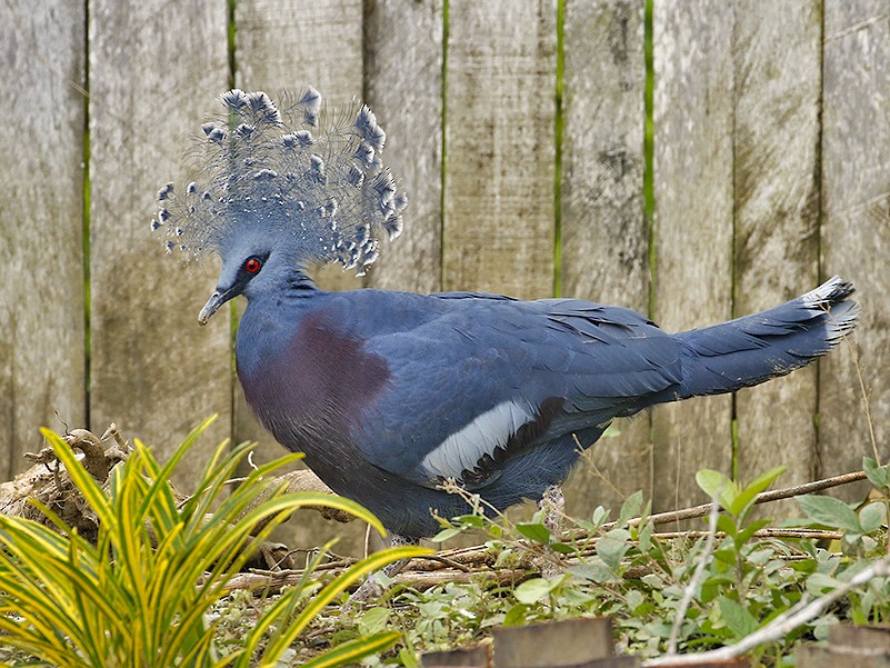 Victoria Crowned Pigeon Ebird