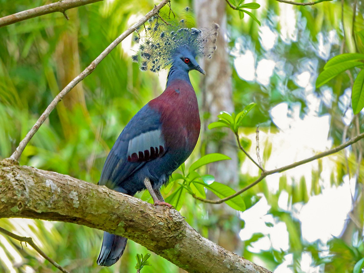 blue crowned pigeon