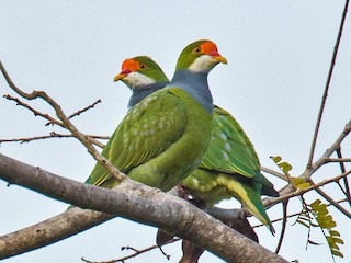キビタイヒメアオバト - eBird