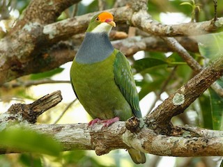 キビタイヒメアオバト - eBird