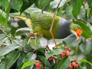 キビタイヒメアオバト - eBird