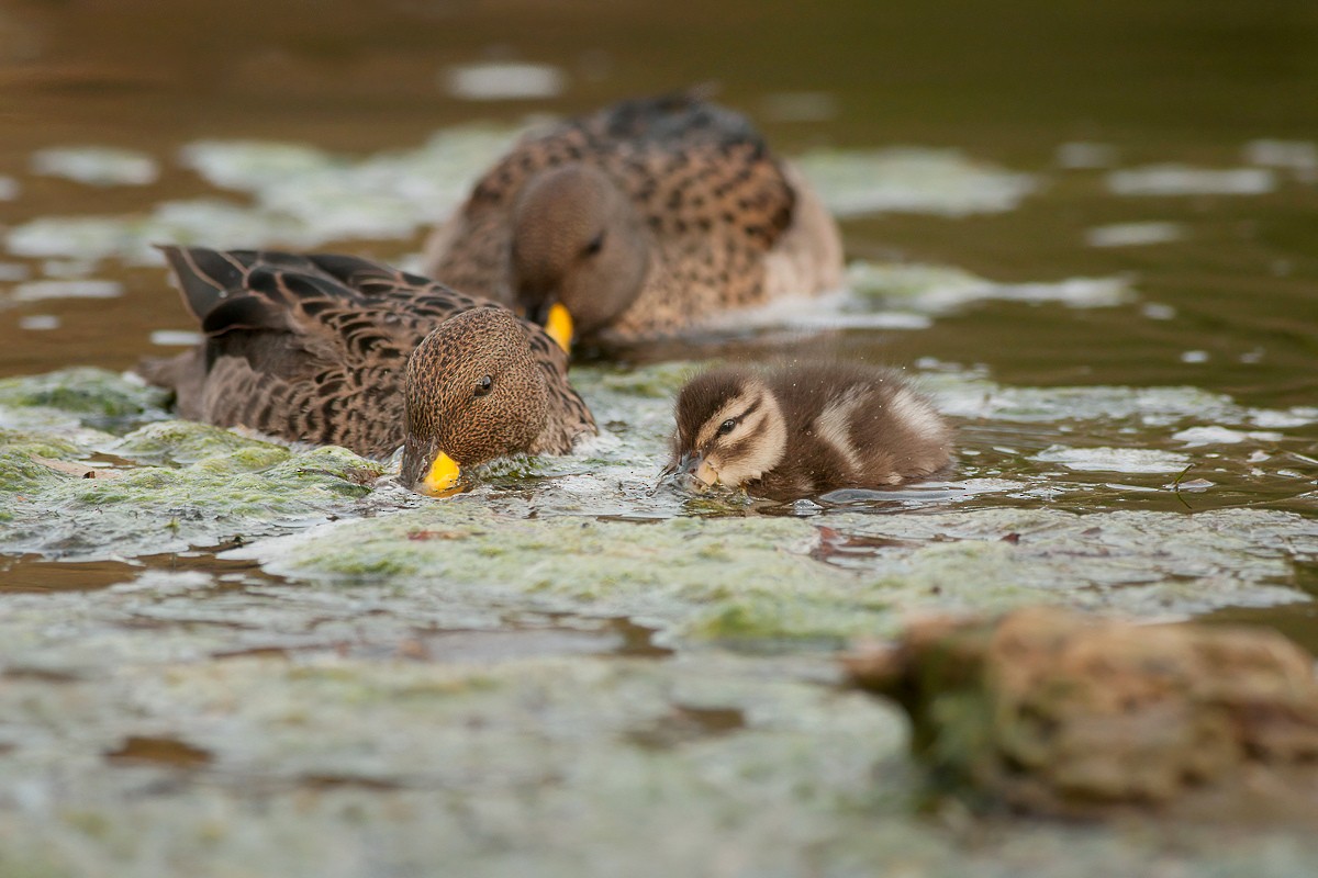 Yellow-billed Teal - Jorge Claudio Schlemmer