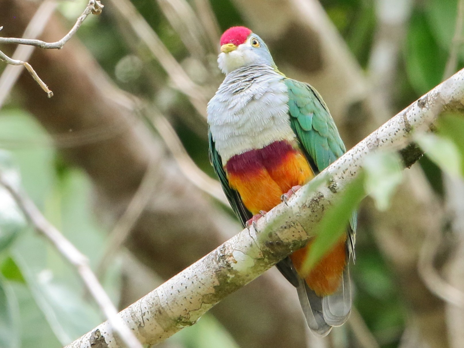 Beautiful FruitDove eBird