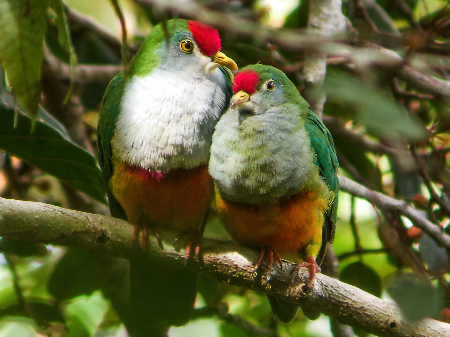 Beautiful Fruit-Dove - Nick Athanas