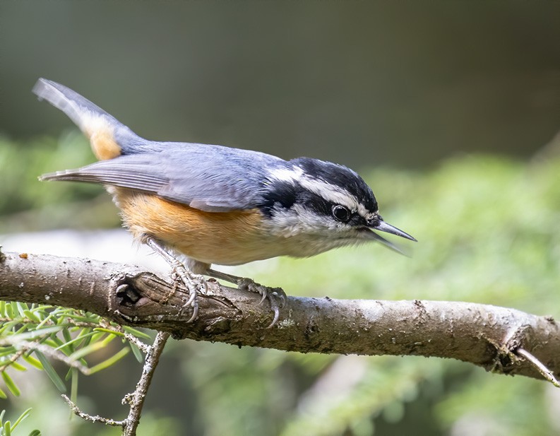 Red-breasted Nuthatch - ML261220231