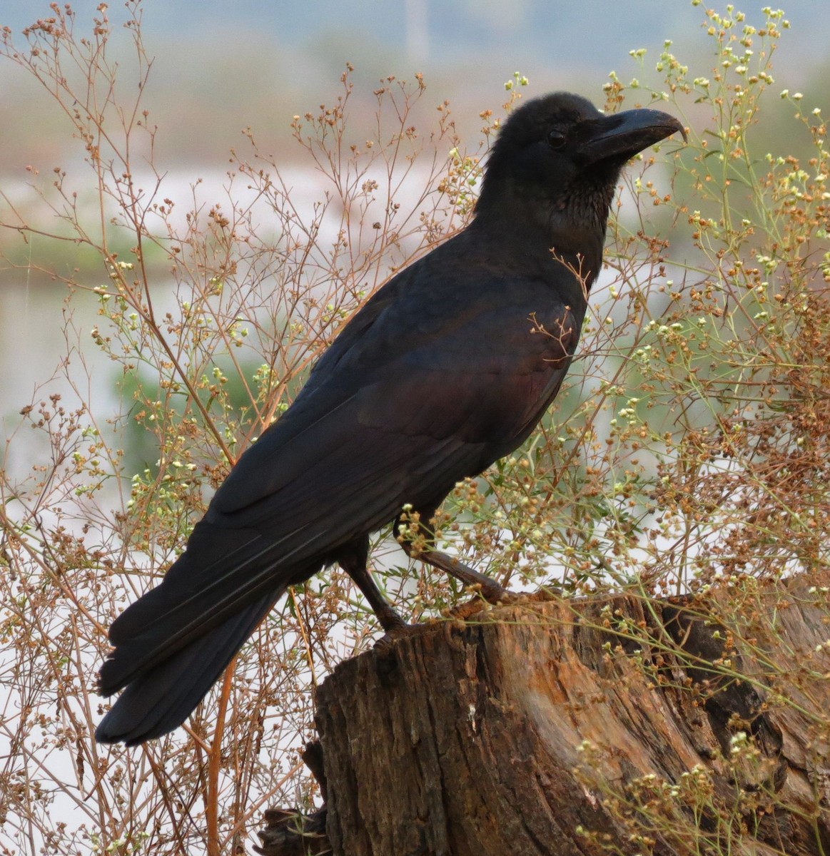 Large-billed Crow (Indian Jungle) - Albin Jacob