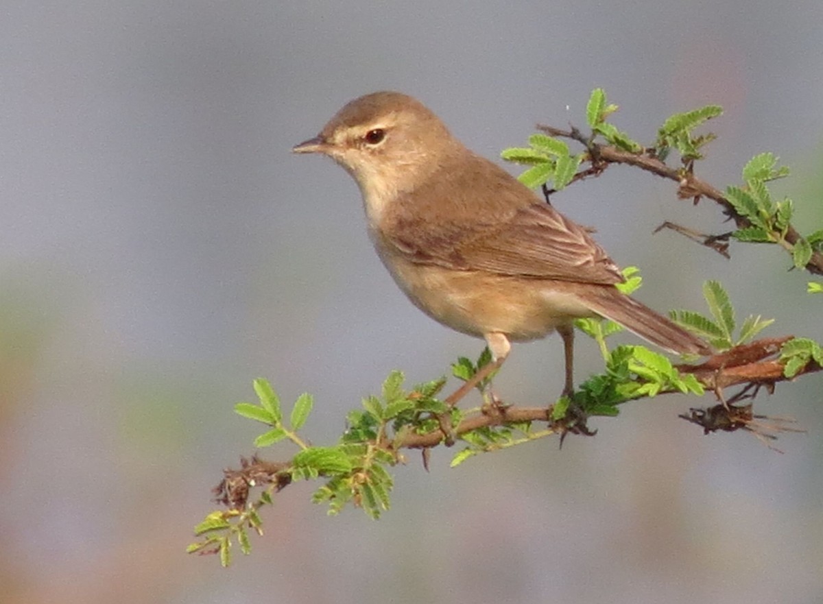 Booted Warbler - ML26122231