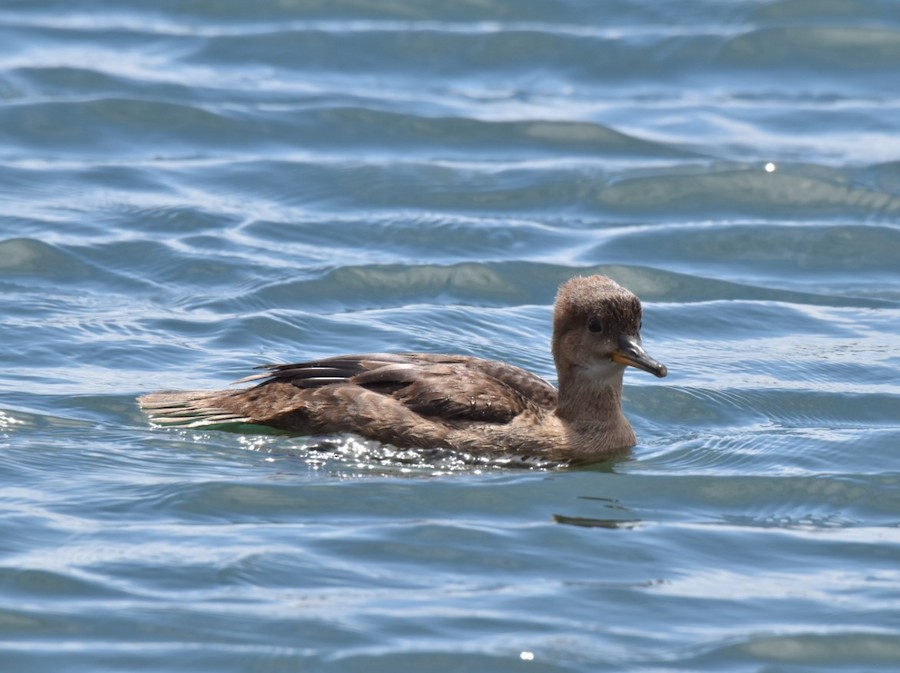 merganser sp.