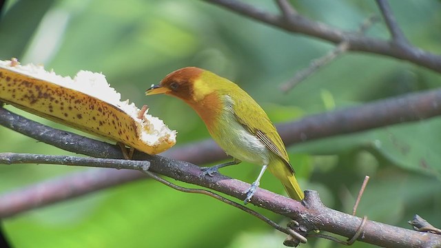 Rufous-headed Tanager - ML261223321