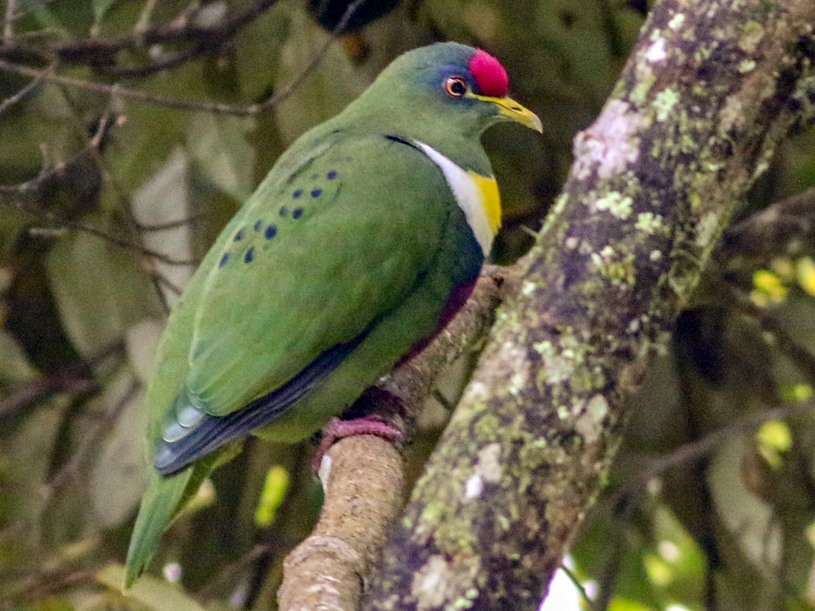 White-breasted Fruit-Dove - Chris Wiley