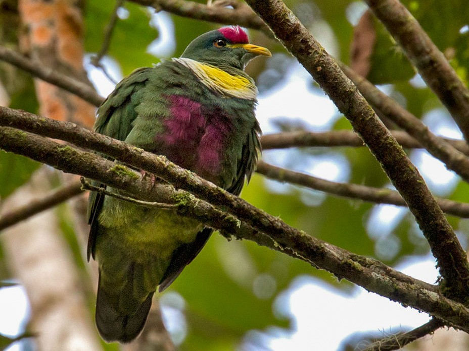 White-breasted Fruit-Dove - Lars Petersson