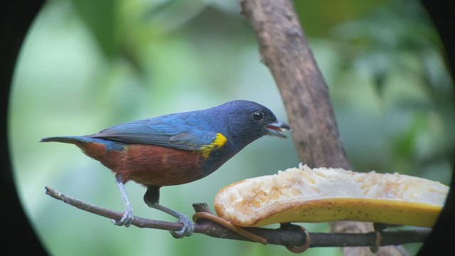 A. Three egg clutch of Chestnut-bellied Euphonia (Euphonia pectoralis)