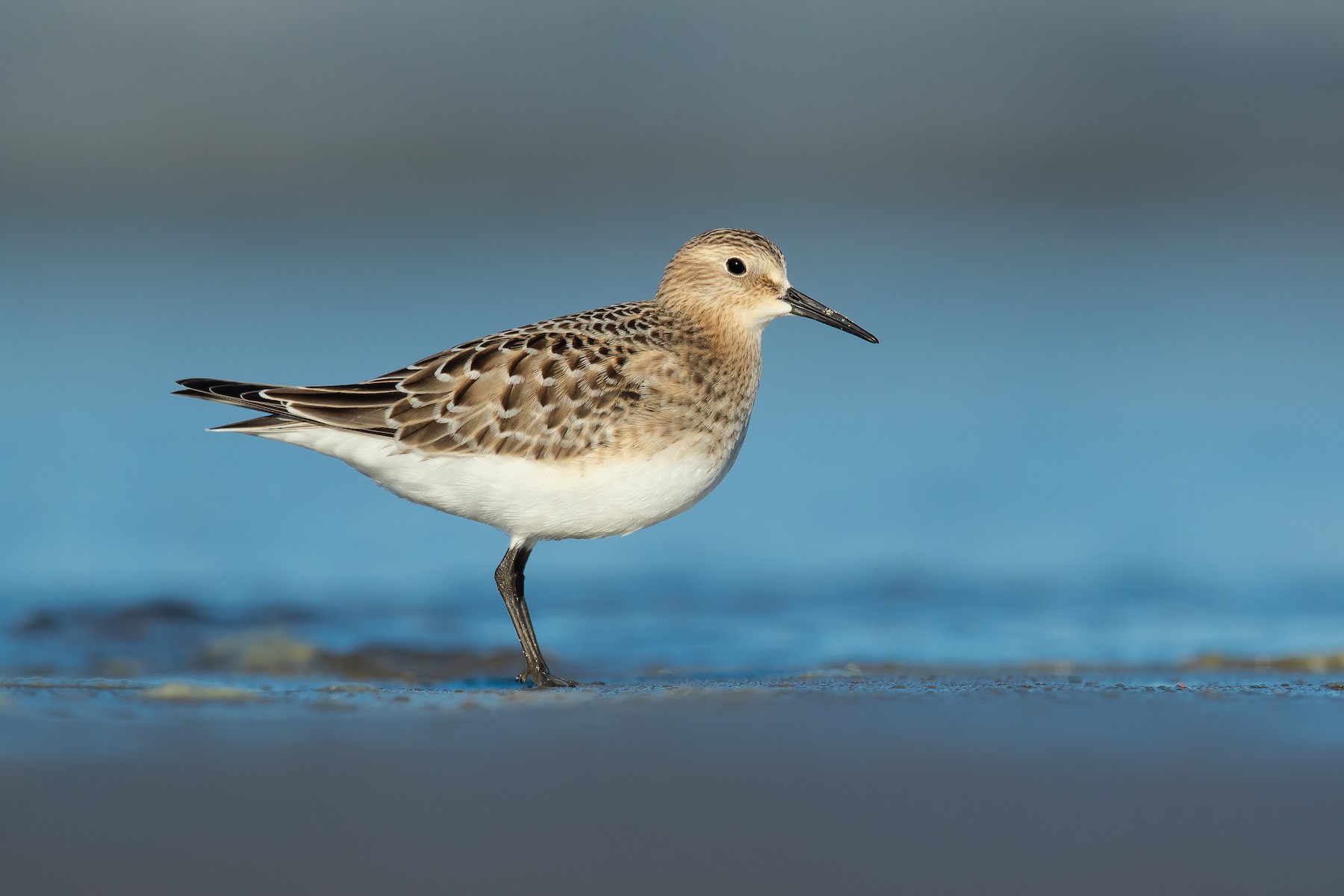 Baird #39 s Sandpiper eBird