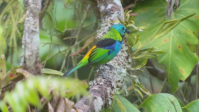 Green-headed Tanager - ML261225671