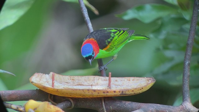 Red-necked Tanager - ML261225911