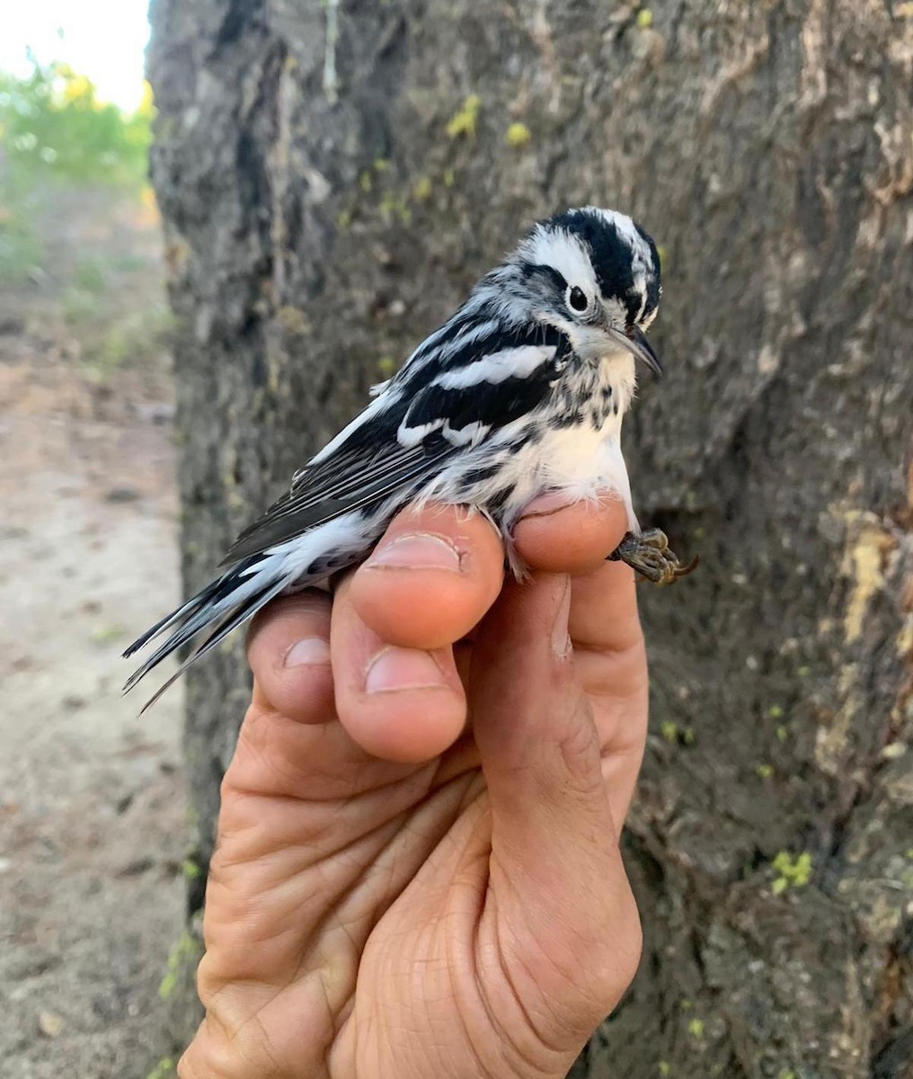 Black-and-white Warbler - Kyle Lima