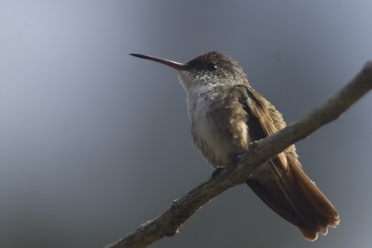 Azure-crowned Hummingbird - ML26123151