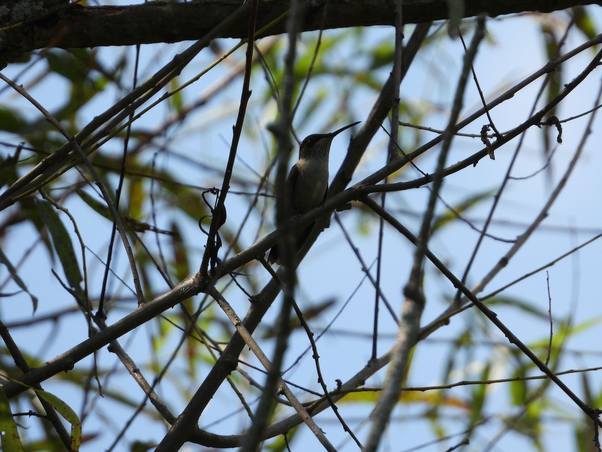 Ruby-throated Hummingbird - Rick Luehrs