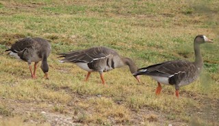 Greater White-fronted Goose, ML261233661