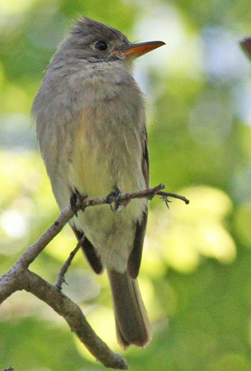 Greater Pewee - ML26123431