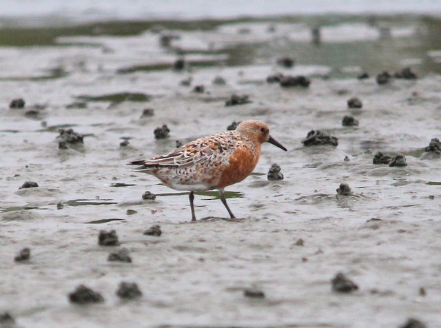 Red Knot - ML26123511