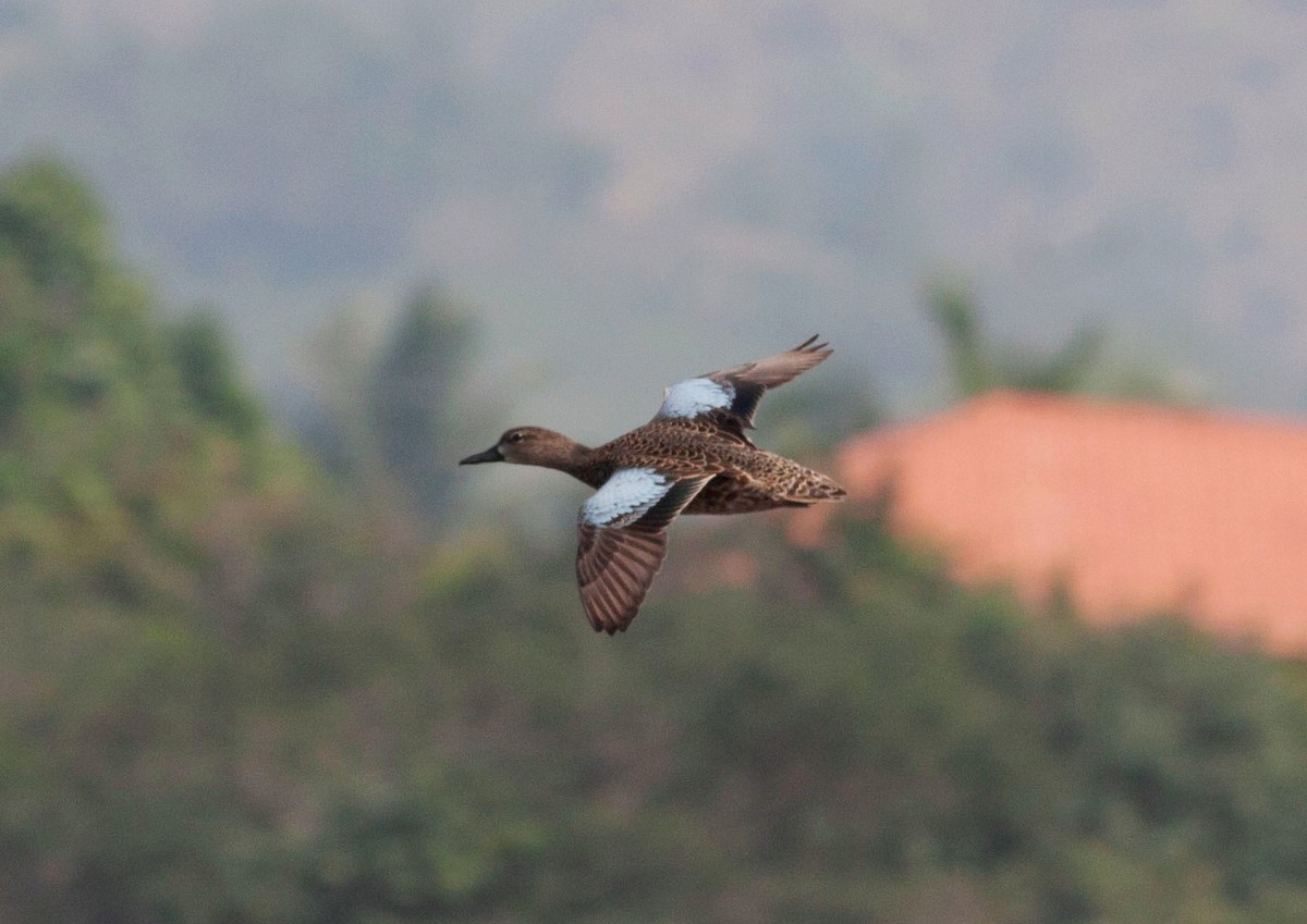Blue-winged Teal - Gustavo SILVEIRA