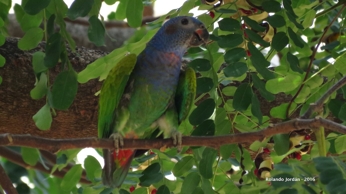 Blue-headed Parrot - Rolando Jordan