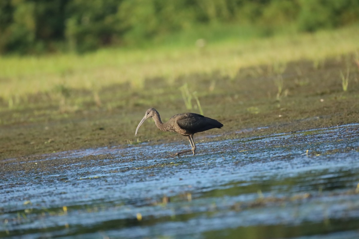 ibis hnědý - ML261243261