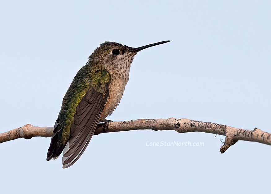 Calliope Hummingbird - Mike Smeets