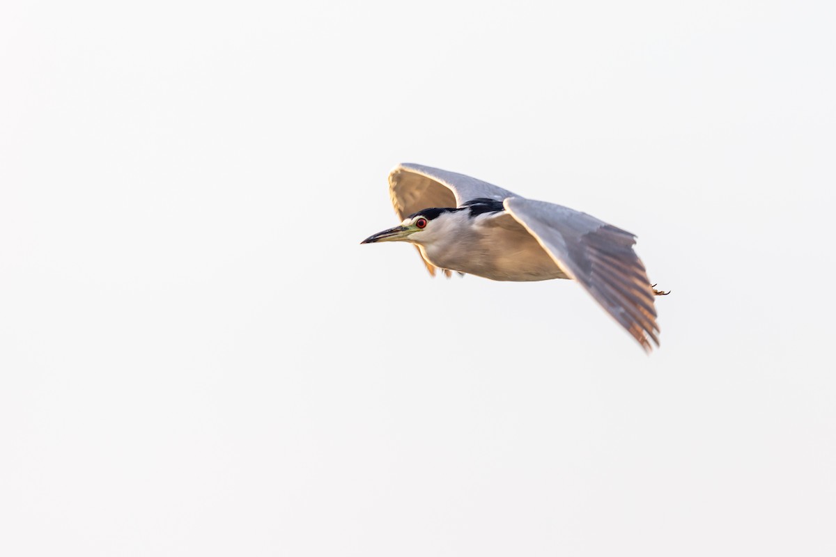 Black-crowned Night Heron - Brad Imhoff