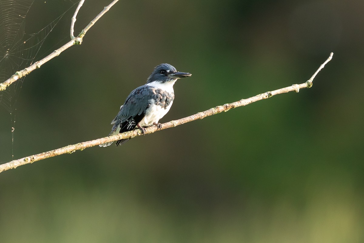 Belted Kingfisher - ML261251141