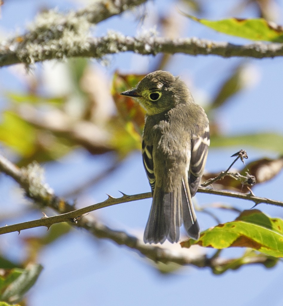 Western Flycatcher (Pacific-slope) - Roger Windemuth
