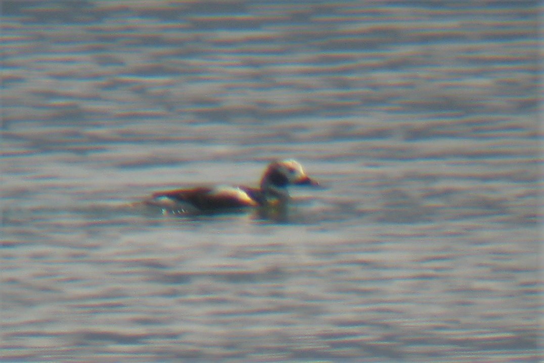 Long-tailed Duck - David Hollie