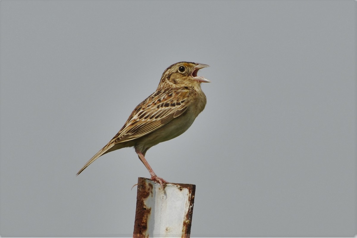 Grasshopper Sparrow - David Hollie
