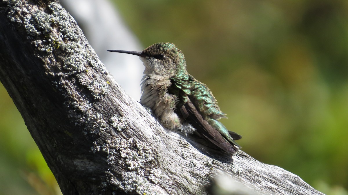 Ruby-throated Hummingbird - Dan J. MacNeal