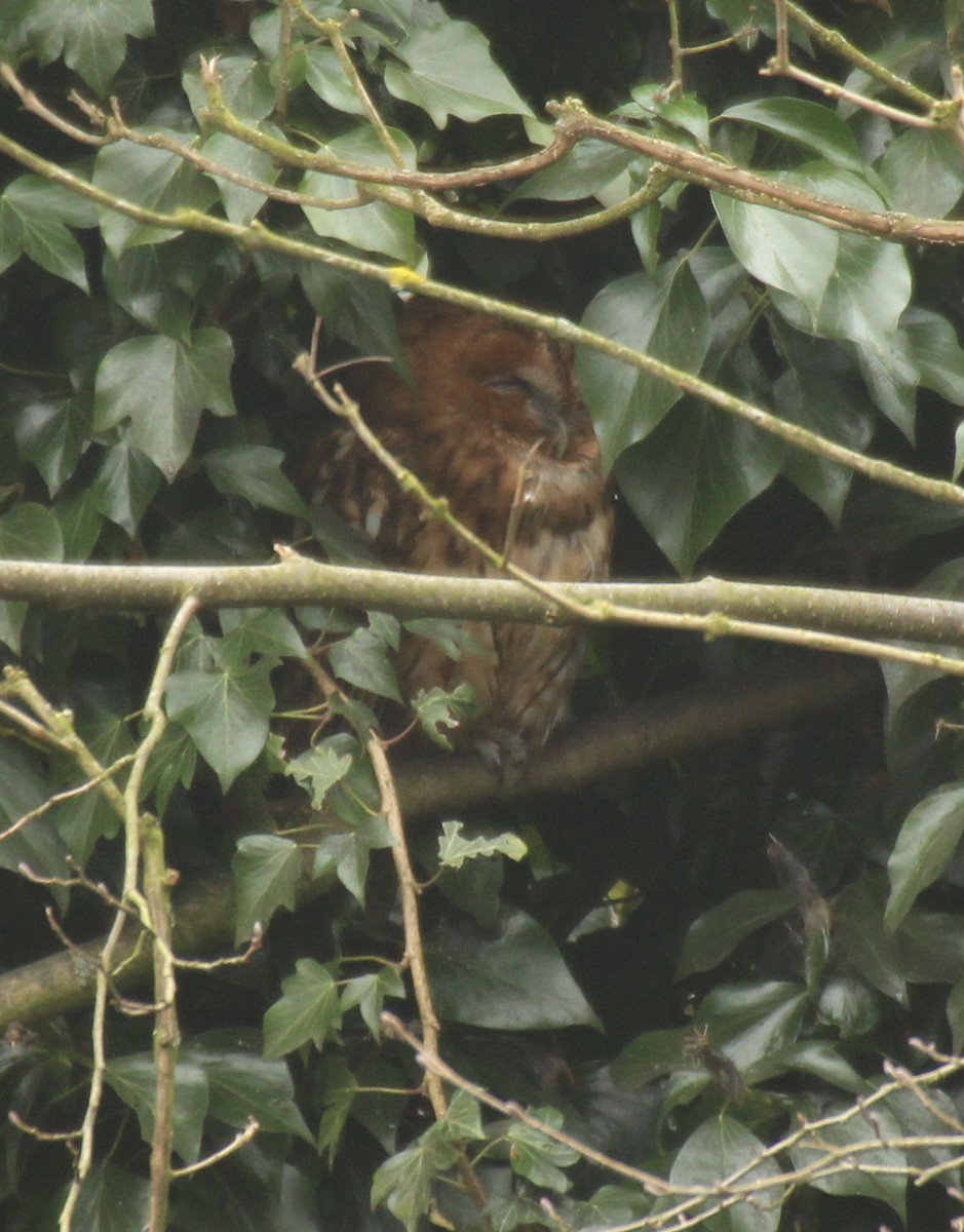 Tawny Owl - Stratton Hatfield