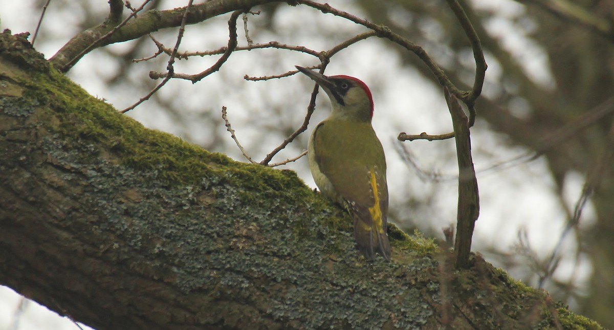 Eurasian Green Woodpecker - Stratton Hatfield