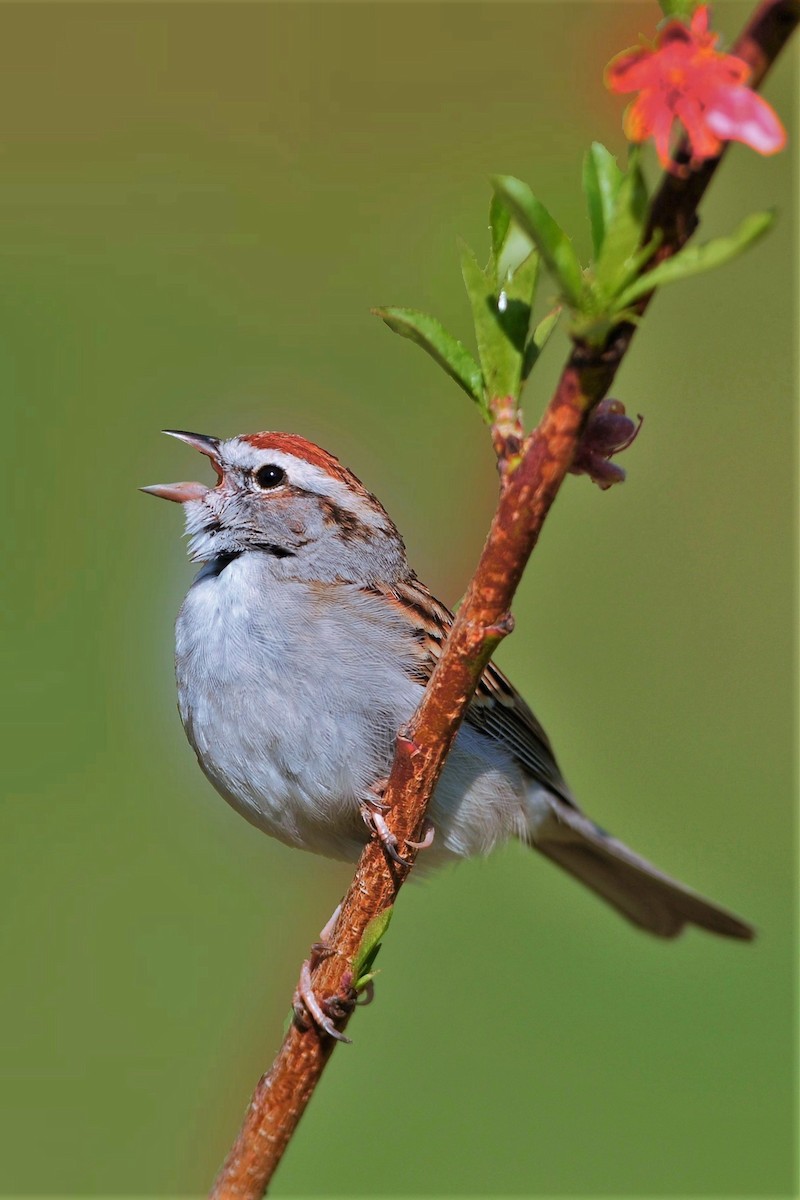 Chipping Sparrow - David Hollie