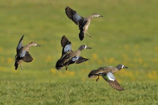 Blue-winged Teal, ML26127021