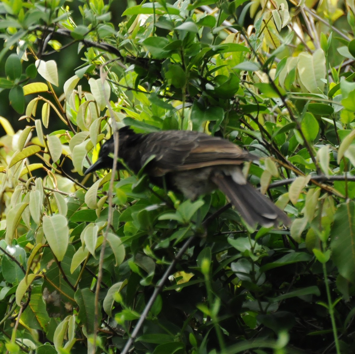 Red-vented Bulbul - ML26127041
