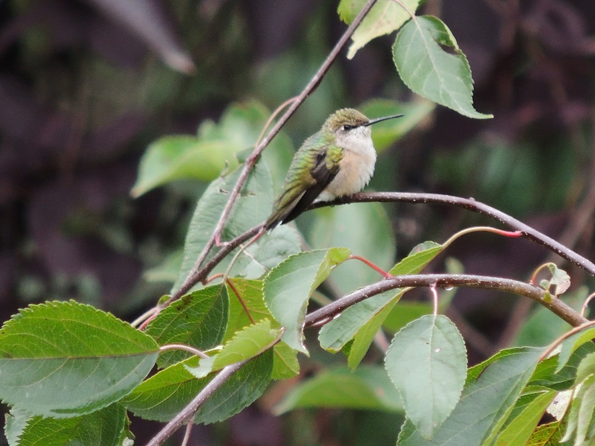 Ruby-throated Hummingbird - Paul & Koni Fank