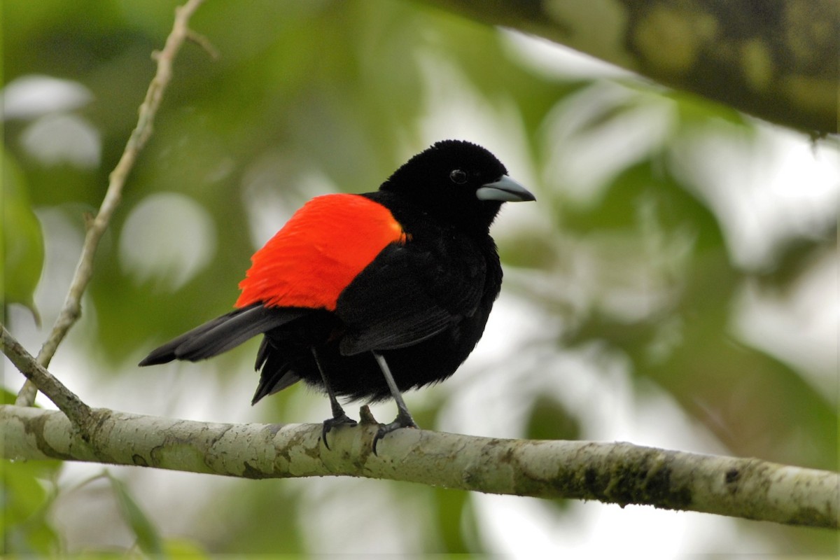 Scarlet-rumped Tanager (Passerini's) - David Hollie