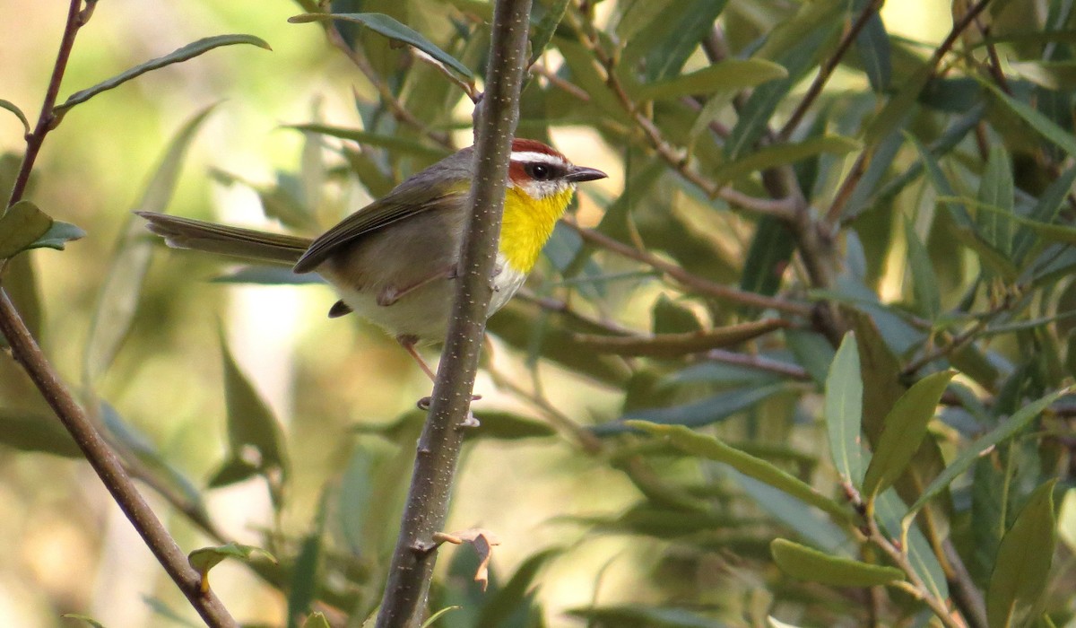 Rufous-capped Warbler - ML26128031