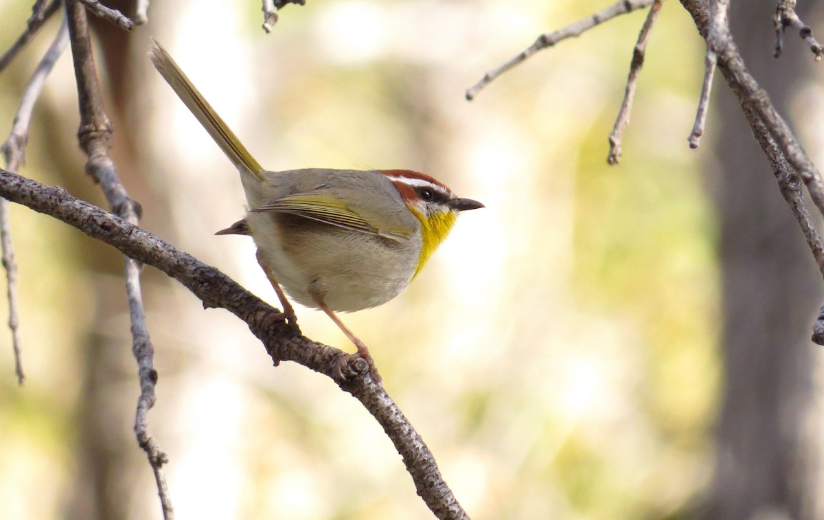 Rufous-capped Warbler - ML26128041