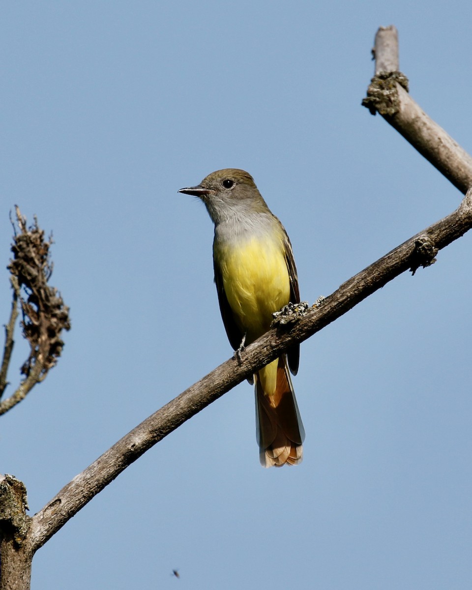 Great Crested Flycatcher - ML261281521