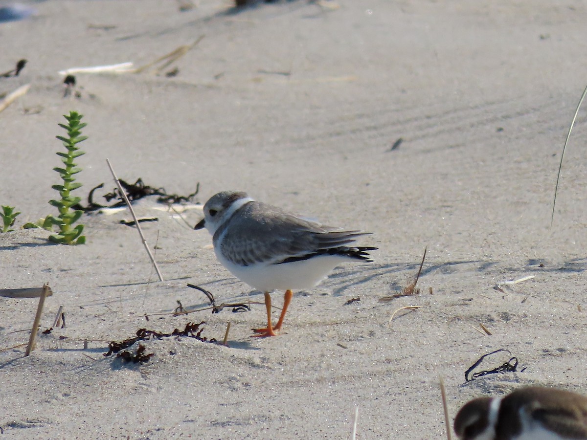Piping Plover - ML261282821